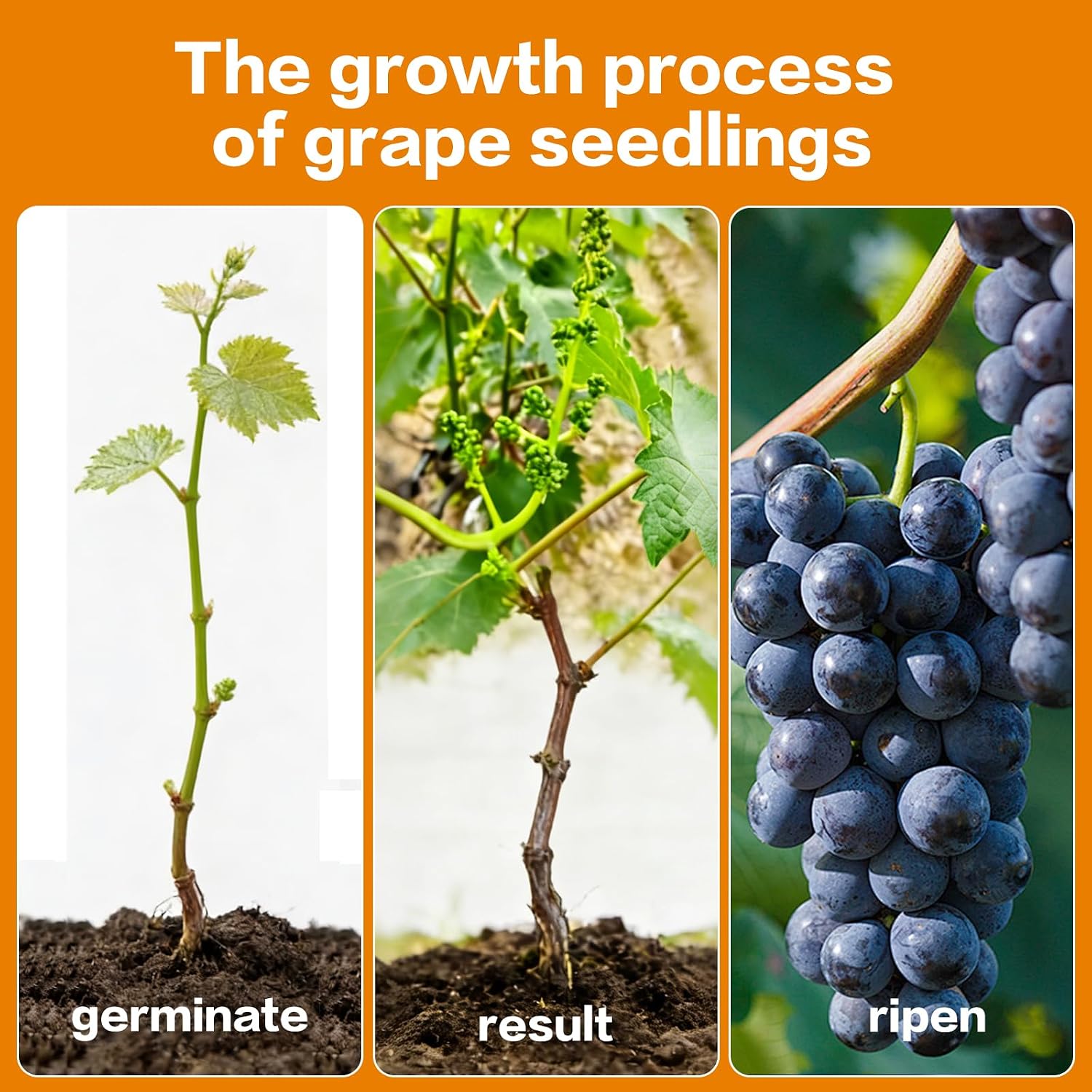 Sweet Seedless Grape Plant for Planting, Black Grape Fruit Tree Live Plant to Grow 1-2 Years Old, Well-Rooted, Garden Grow Sweet Table Grapes at Home– Healthy Fruit Vines