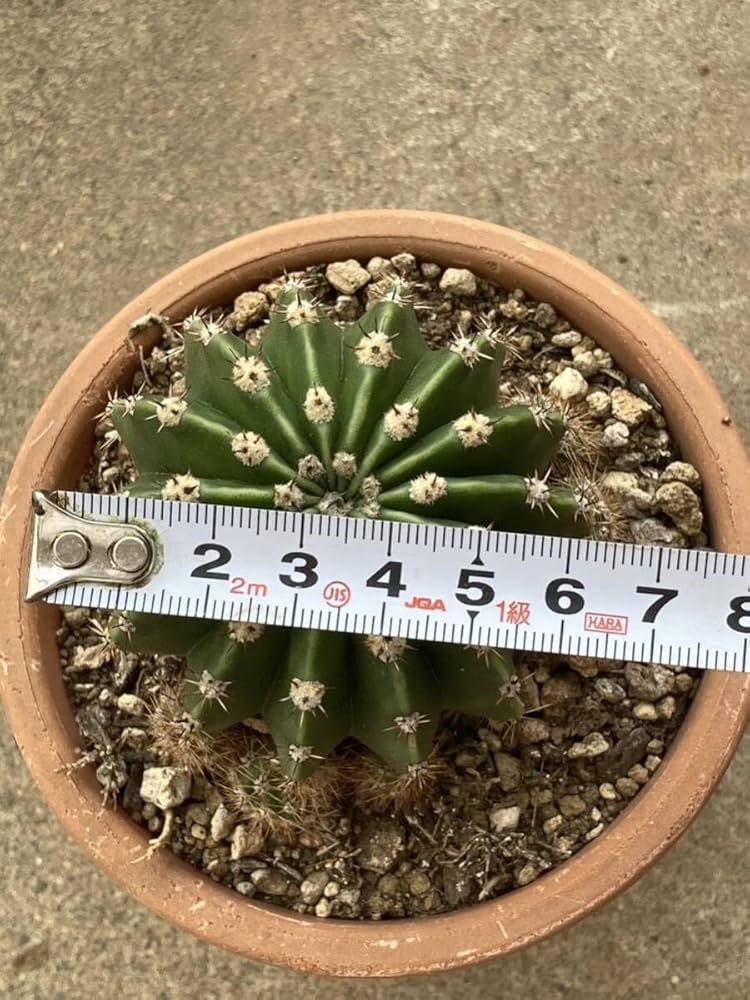 Amazon.co.jp: HUMOR花サボテンエキノプシス属「不明種」子吹き