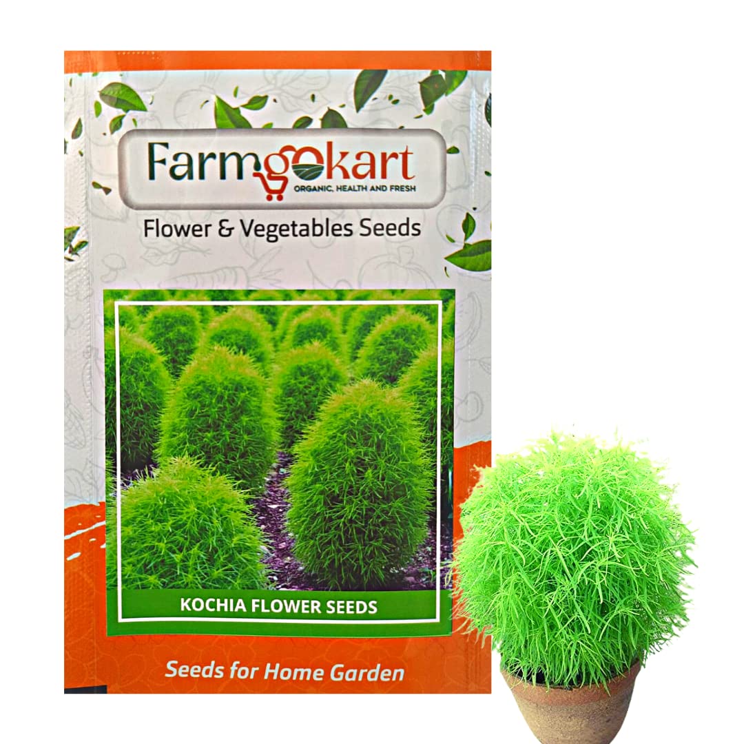 PACK OF 5000 SEEDS OF KOCHIA FLOWER SEEDS | GROWER/NURSERY PACK FOR HOME AND PROFESSIONAL GARDENING | (B0BX6K5G3Z) Amazon Price History, Amazon Price Tracker