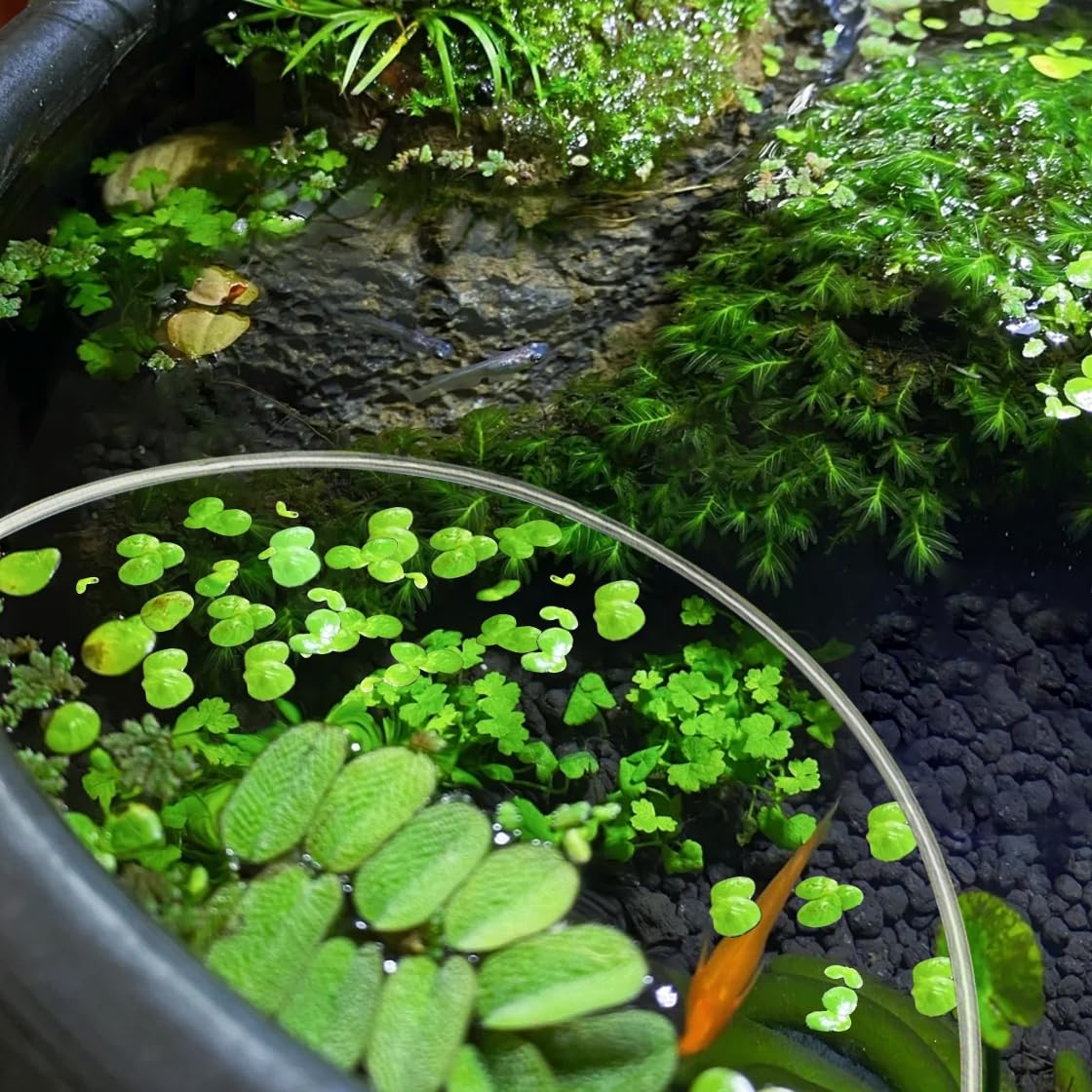 Barrière Flottante Pour Aquarium Ou étang - Anneau De Confinement Pour Plantes Aquatiques, Diamètre ~60/80 Cm, Noir
