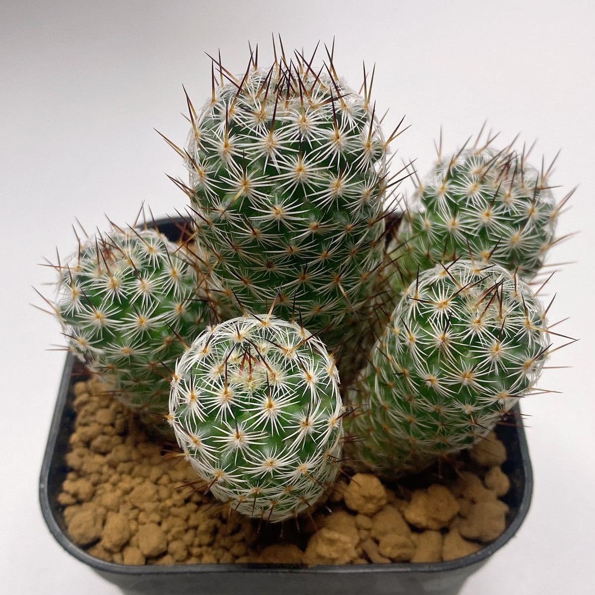 Amazon.co.jp: 多肉植物 サボテン 内裏玉(だいりぎょく) マミラリア 