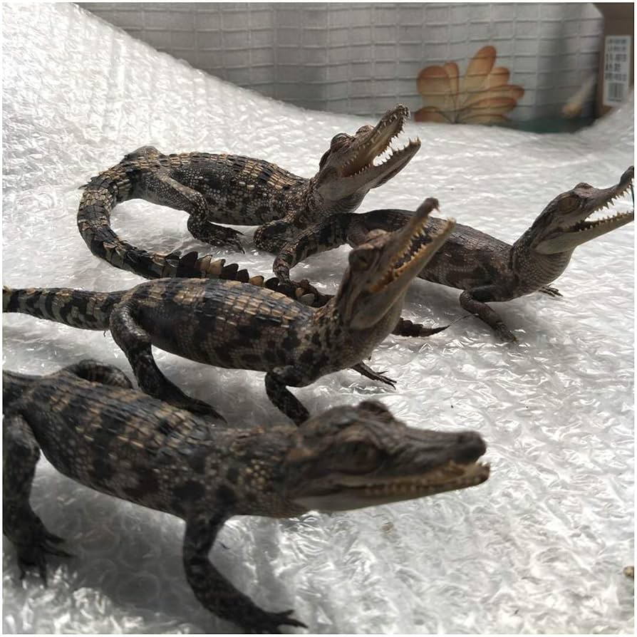 tr249125 鰐 ワニ 剥製 爬虫類 置物 長さ約90cm 飾り tr249125 鰐 ワニ 剥製 爬虫類 置物 長さ約90cm 飾り - メルカリ