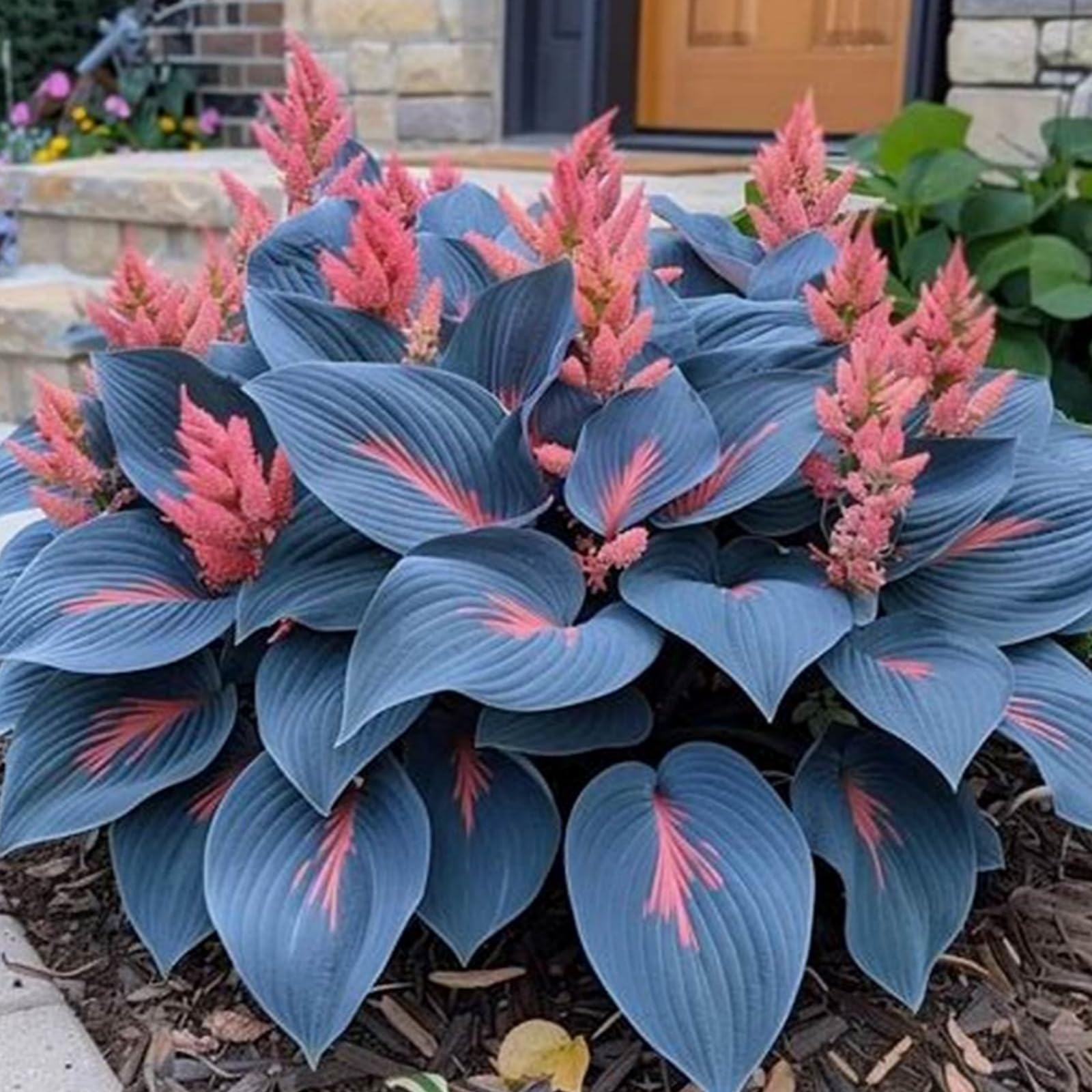 HGJKYTFCDG Hosta Bulbs for Spring - Excellent Display That Grow Fast/Golden Jade Carving -Can be Planted All Year Round,Hosta Bulbs Mix-4bulbs-C