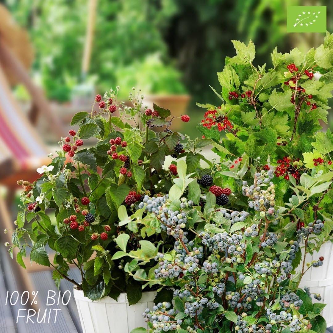 Plants by Frank | "Raj owocowy" ekologiczny zestaw roślin owocowych, 4 różne odmiany, w 100% ekologicznie uprawiane, ogród owocowy, rośliny ogrodowe
