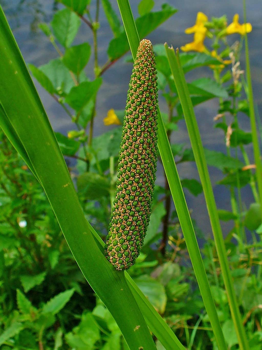 Creative Farmer Vasambu Medicinal Plants Vayambu (Acorus Calamus) Plant (Healthy Live Plant) (B09HCR1274) Amazon Price History, Amazon Price Tracker