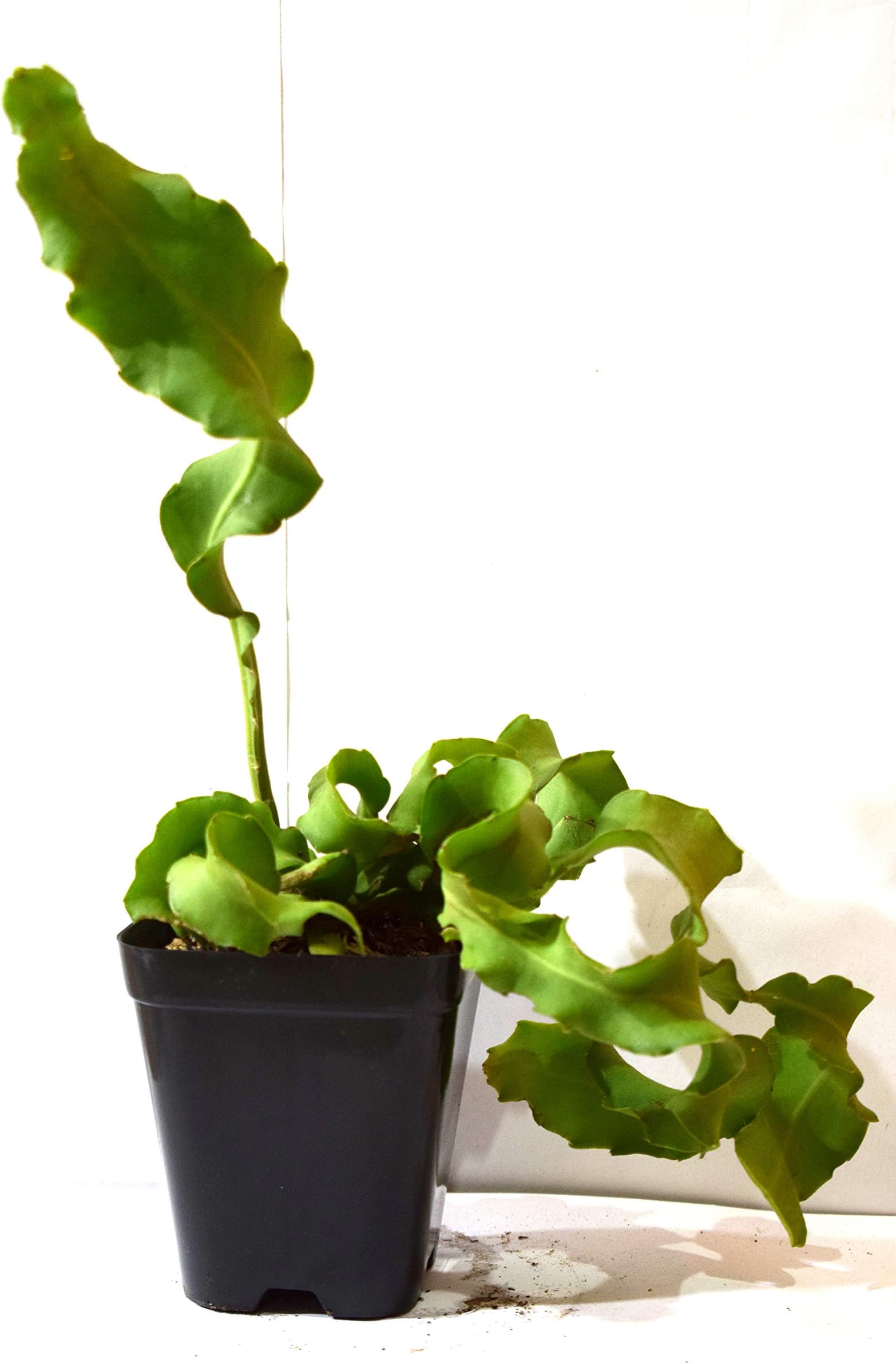 Kolkata Orchid Online DISCHIDIA NUMMULARIA Flower Live Plant, Best for