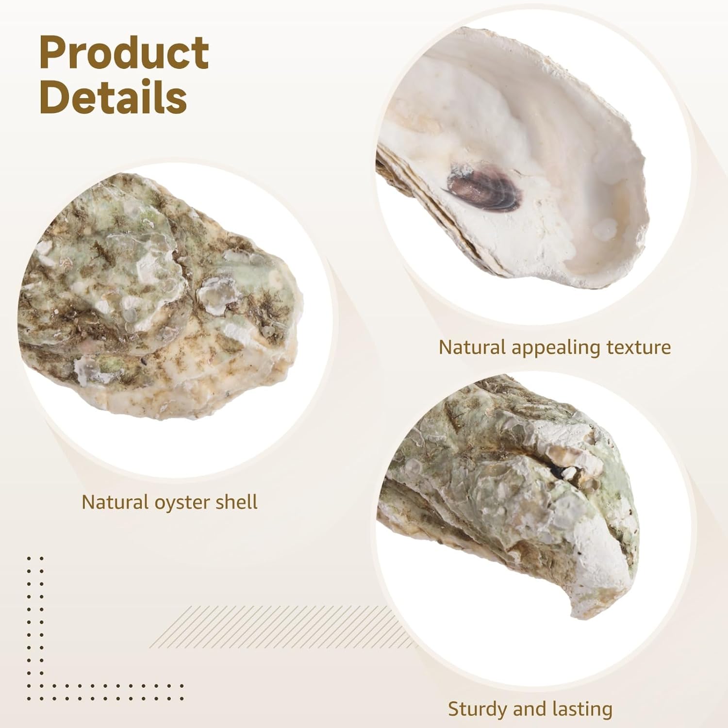10 Oyster Shells, Crafts & Decor, Natural, 5~6 In, Diy