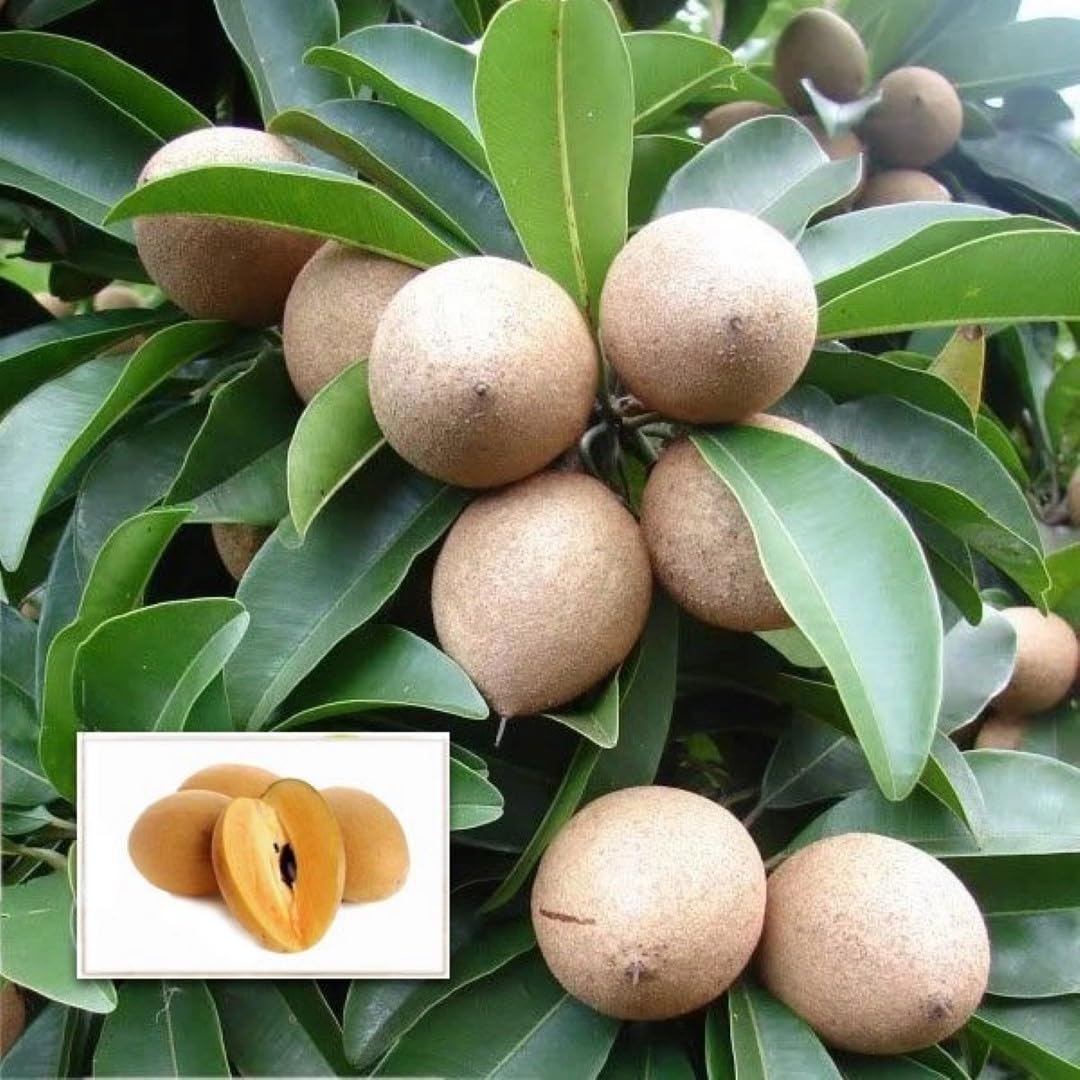 GREEN GARDEN SHOP All Time Hybrid Chiku Sobeda Grafted Fruit plant for Home Garden (pack of -1)