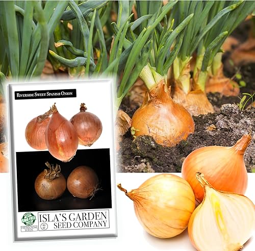 Riverside - Semillas de cebolla española dulce para plantar, más de 300 semillas de reliquia por paquete, semillas de jardín (Isla's Garden),