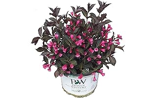 Premier Plant Solutions Proven Winners Weigela Wine & Roses: A Flourishing Garden Gem