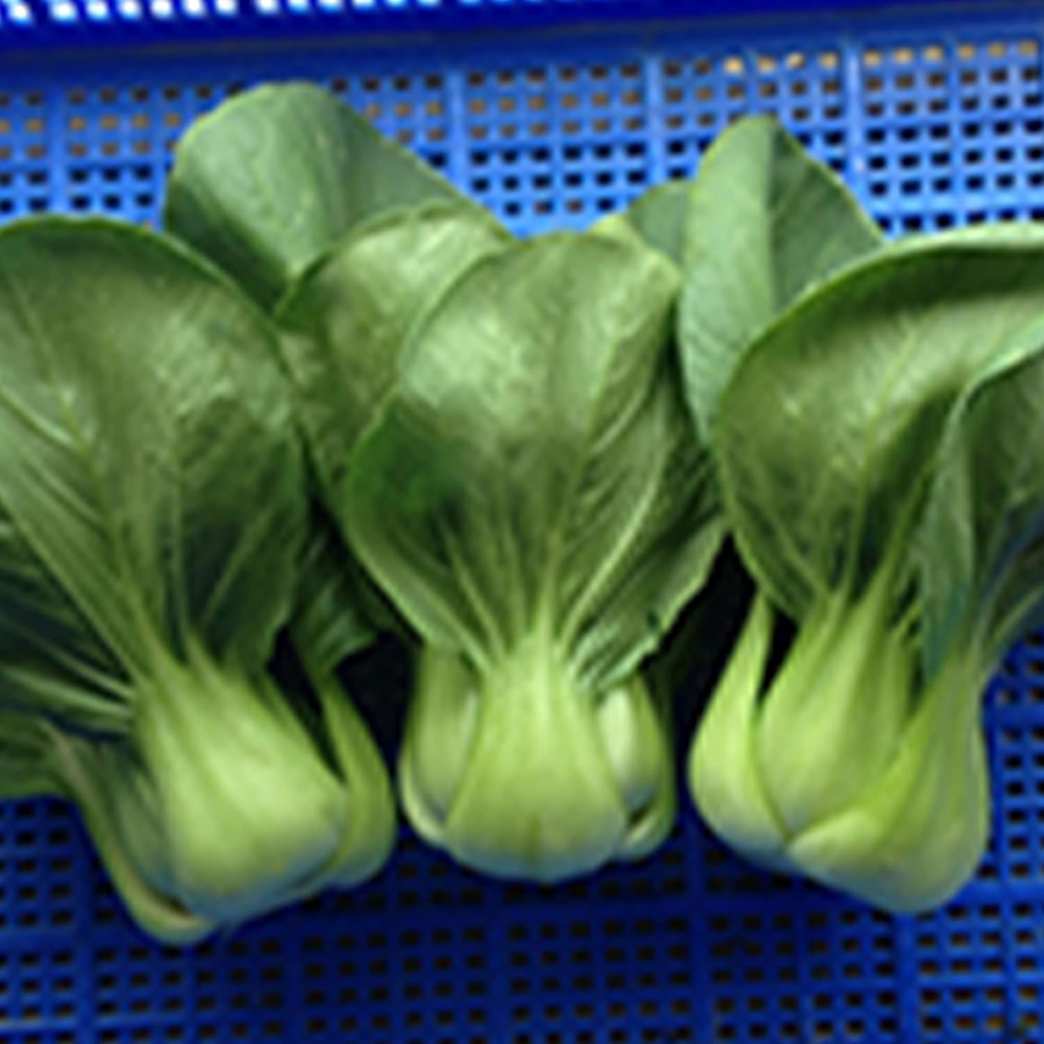 Cabbage Seeds - Pak Choi - Shanghai - 1 Lb ~96000 Seeds - Non-GMO, Heirloom - Asian Garden Vegetable & Microgreens