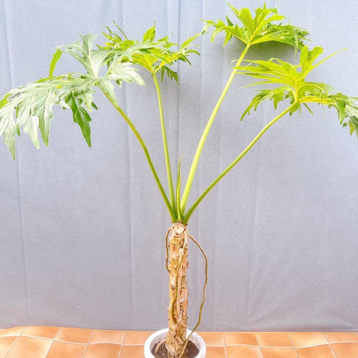 現品　フィロデンドロン　セローム　幹上がり　31番　観葉植物　ドライガーデン Amazon｜フィロデンドロン セローム 幹上がり 根上がり 31番 観葉植物