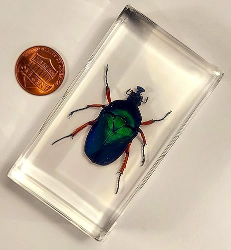 Miniatura 23 de Escarabajo de algodoncillo azul cobalto real de 1.732 in en espécimen de resina de lucita cristalina, insectos, insectos preservados, colección