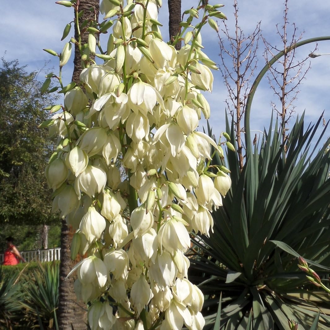 Plant World Seeds - Yucca Filamentosa Seeds (Hot Climate & Desert Plant Seeds)