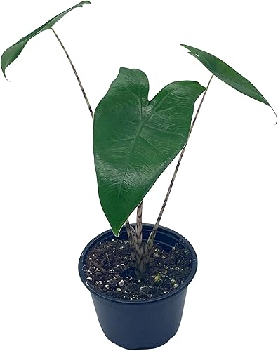 Miniatura 8 de BubbleBlooms Alocasia Zebrina en una planta cebra de 4 pulgadas, tallos a rayas