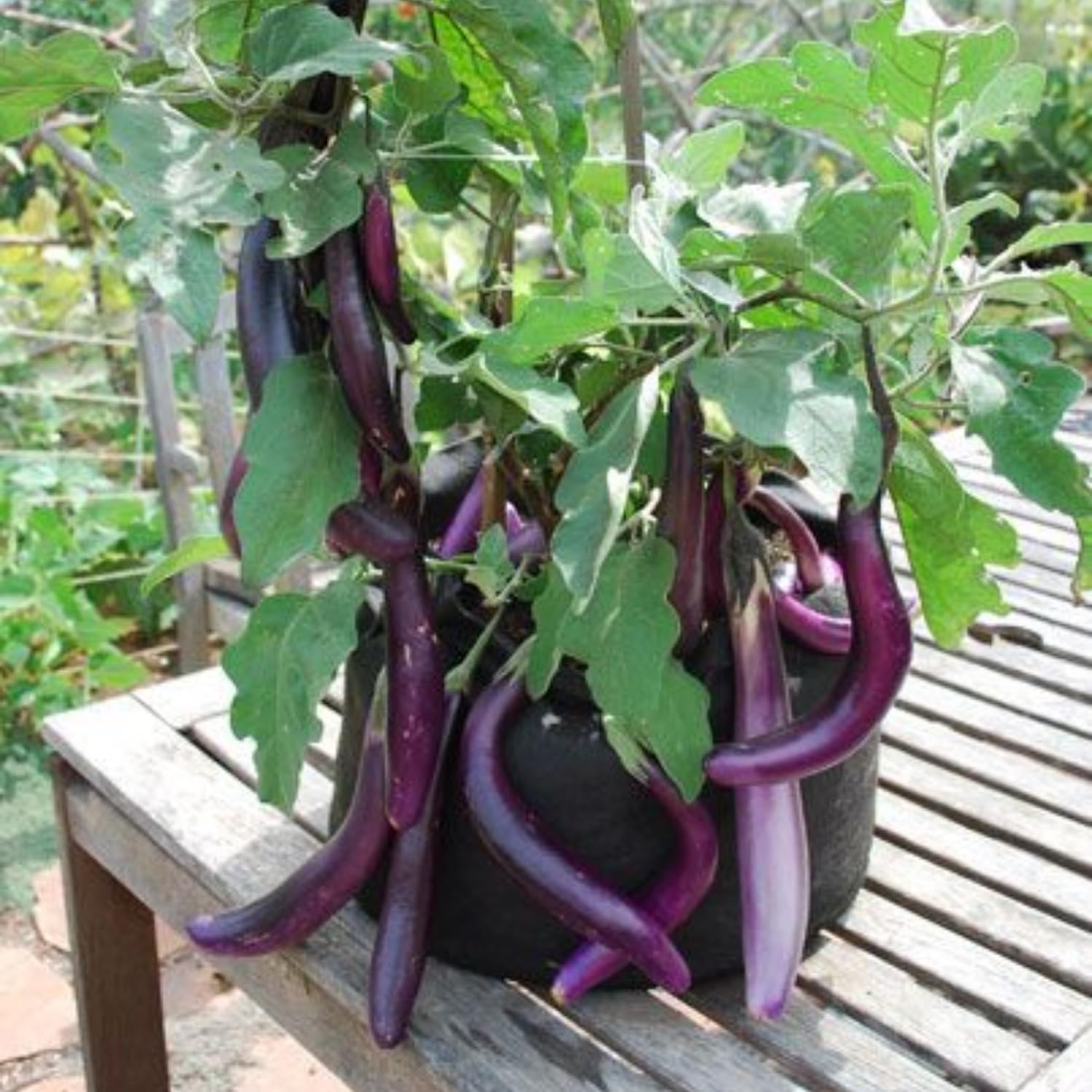 Eggplant Plants in 4 Inch Pot, 5-8" Purple Eggplant Live for Planting, Vegetable Seedlings for Garden Outdoor