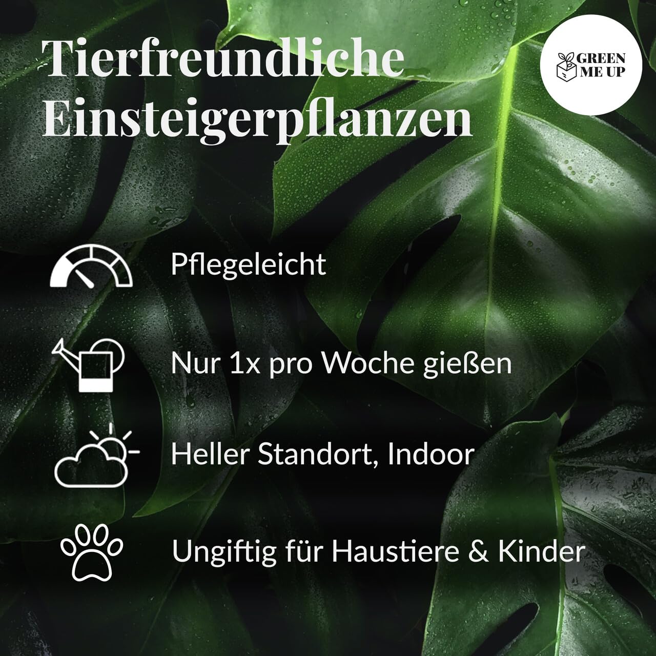 Nestfarn, Areca-Palme, Glückskastanie & Rutenkaktus – 4er Box Zimmerpflanzen Katzenliebe – frisch aus der Gärtnerei – Höhe 15-70 cm – Töpfe 10,5-17 cm – mit Übertöpfen – Green Me Up