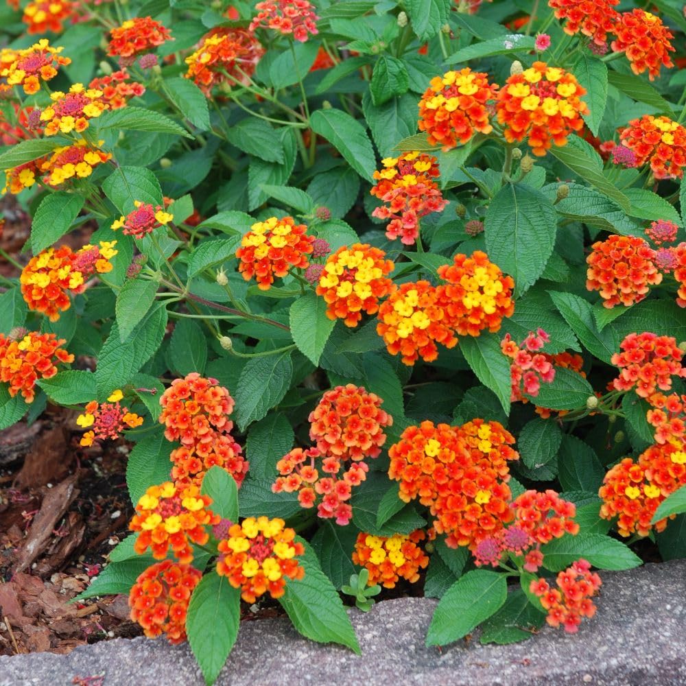 Lantana Camara Dallas Red Vibrant Red and Orange Flowers Hardy Shrub Attracts Pollinators Heat Tolerant 1x 1 Litre Pot by Thompson and Morgan Perfect for Borders and Containers