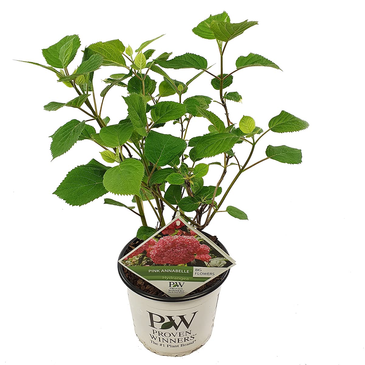 Bloomique - Hydrangea Pink Annabelle - Hortensia - Rose - Plantes de jardin - Résistante au gel - Hauteur 40-50 cm - Pot 19 cm