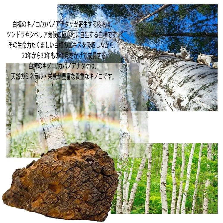 Amazon.co.jp: チャガ チャーガ ティーパック 4g26包入 カバノアナタケ
