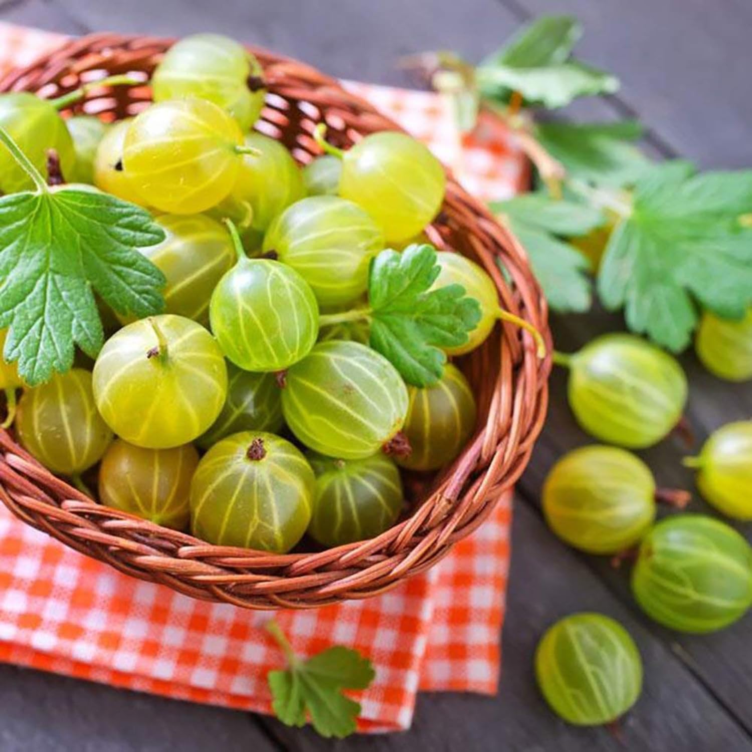 Sweet Gooseberry Bush Live Plant Well Rooted, Edible Gooseberry Plant Live for Planting Home Garden