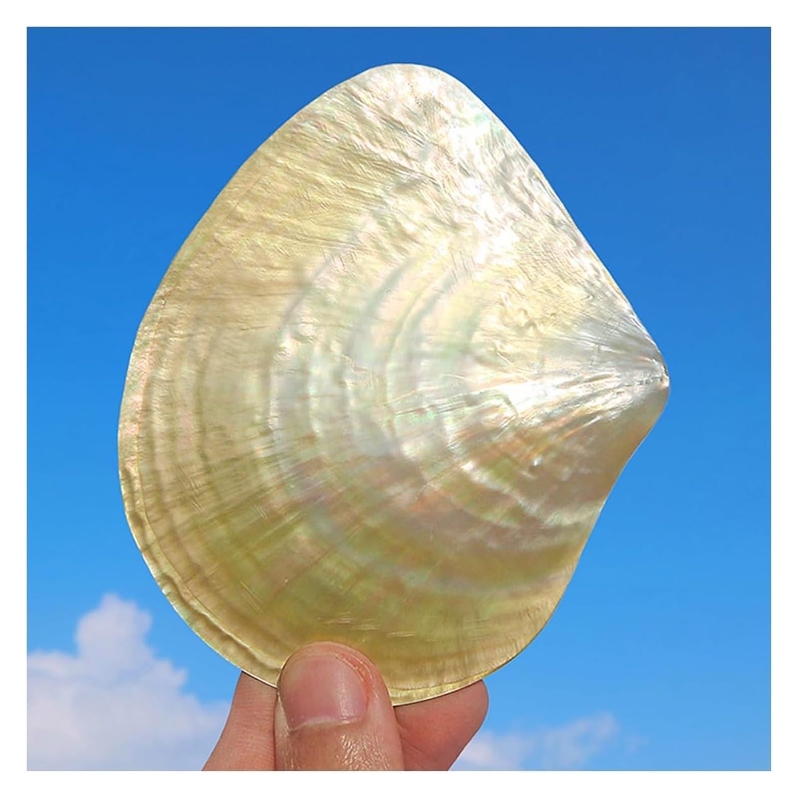 YKMYXZ shells， 1Pc 9-10Cm Rare Real Sea Shell Conch Home Fish Tank Marine Decoration Party Ornaments Great Gifts(10cm)