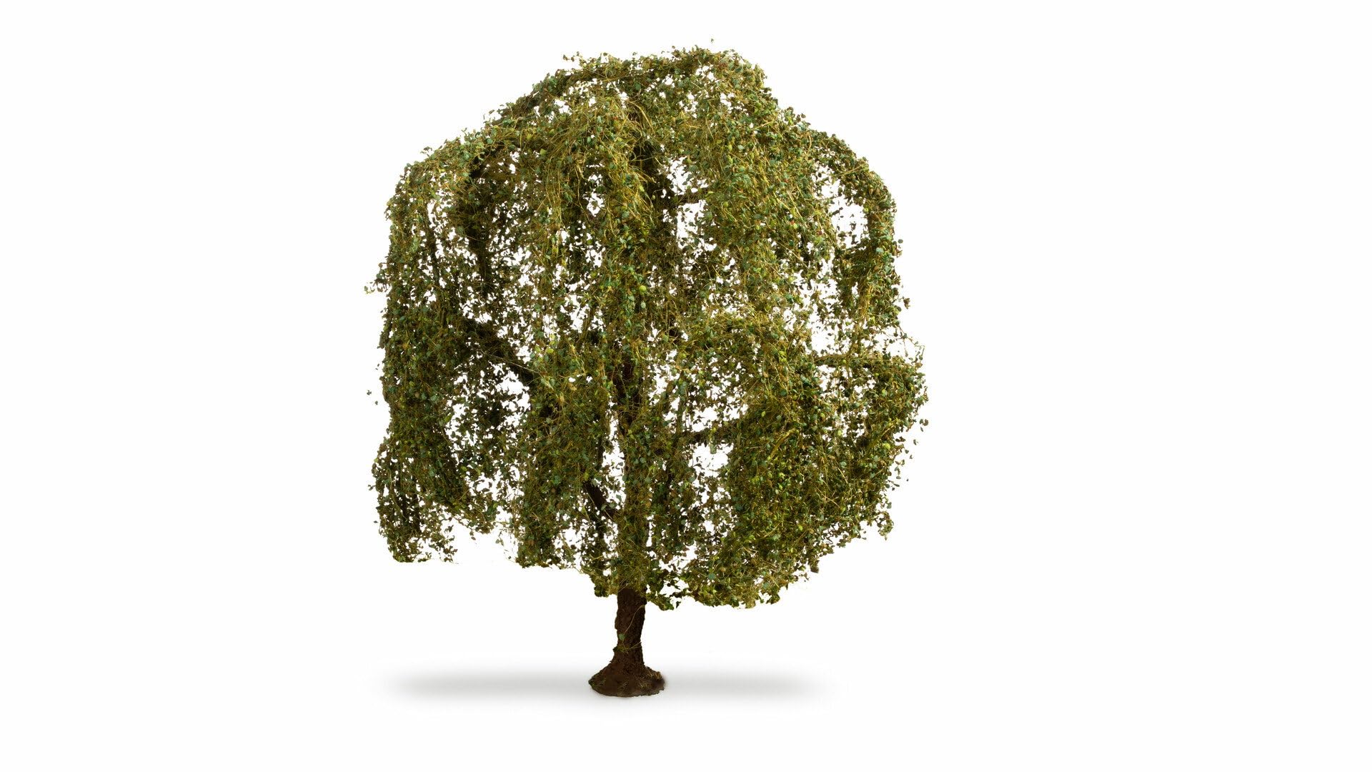 Still Z - G 20115 Tree Weeping Willow