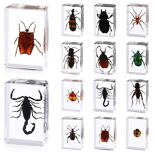 12 piezas de insecto en resina, colección de insectos de mariposa, pisapapeles, 12 estilos de espécimen de insectos reales preservados en resina