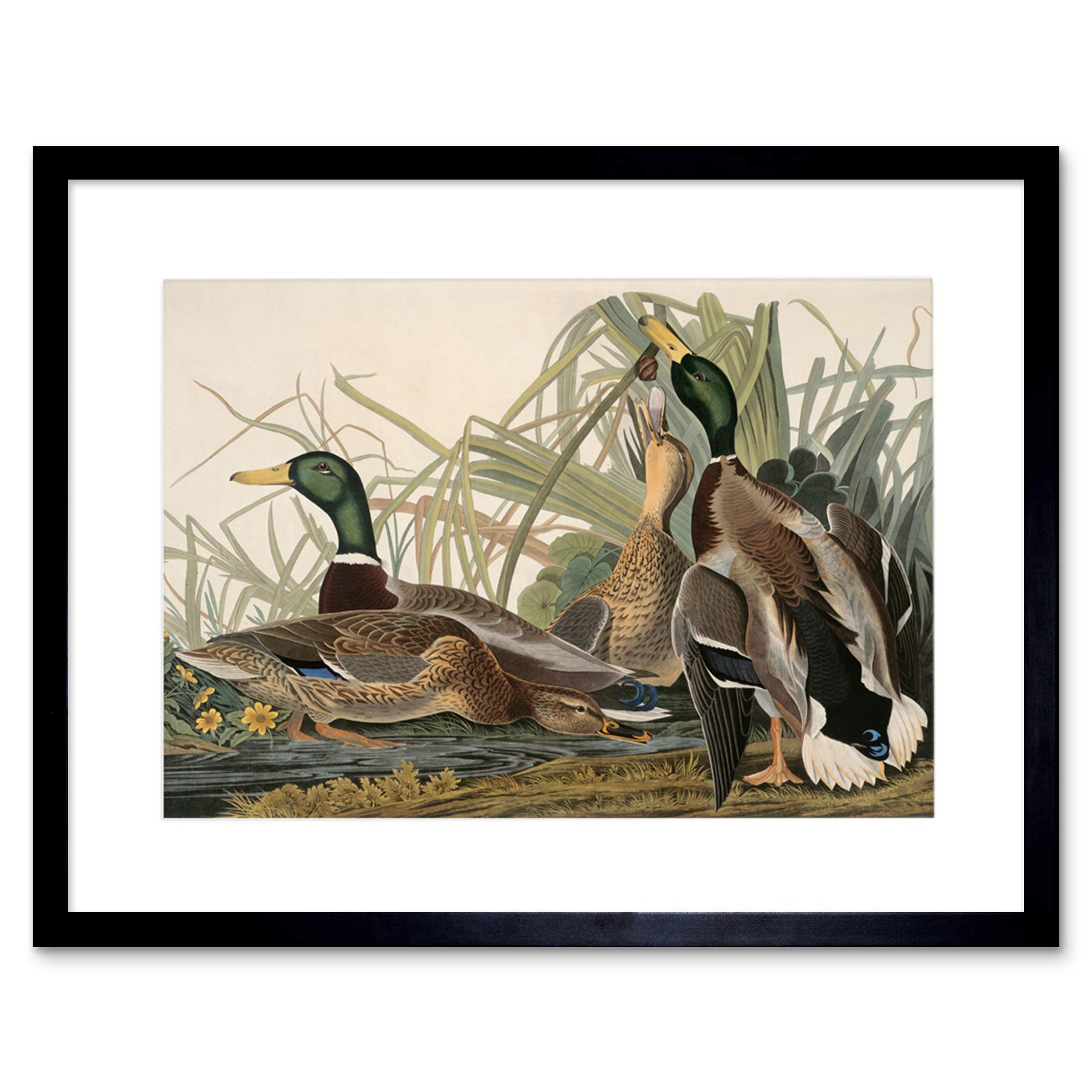 Wee Blue Coo AUDUBON AMERICAN MALLARD DUCK BLACK FRAMED ART PRINT B12X5251