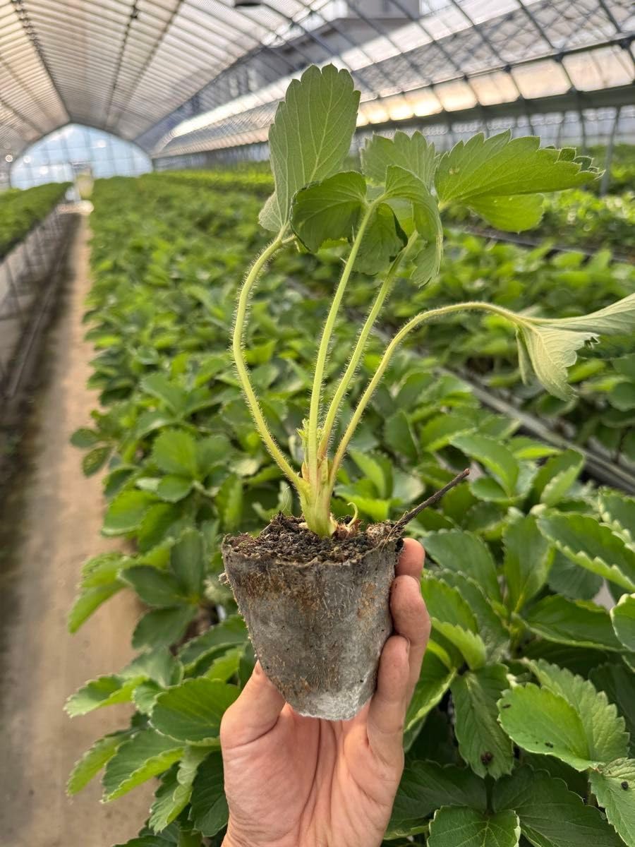 わらび苗(紀伊山地)250本 わらび 苗 20本 わらびの苗 20本