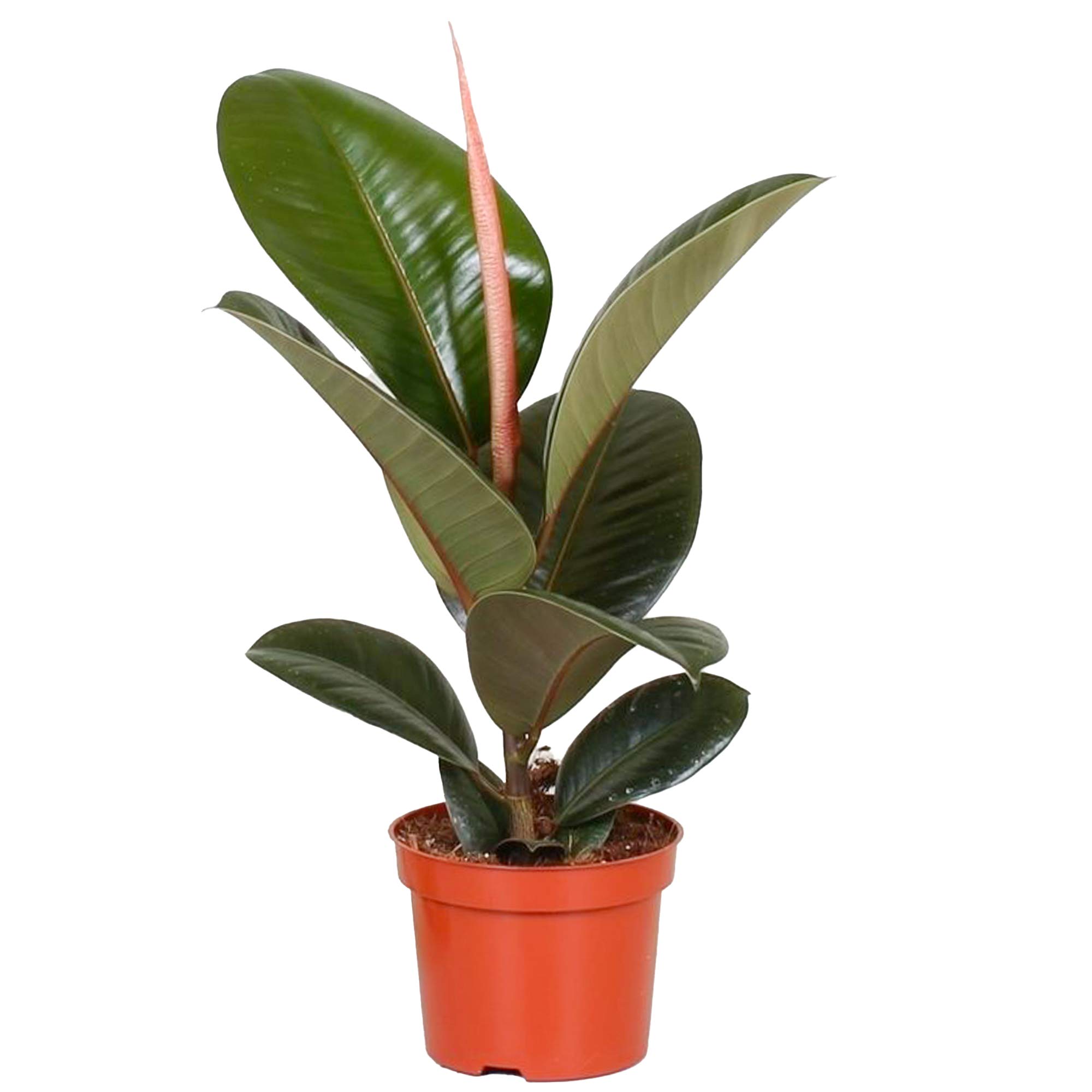 Lush Ficus Robusta | 30-40cm Potted Houseplant | Best Indoor Plants for Sale