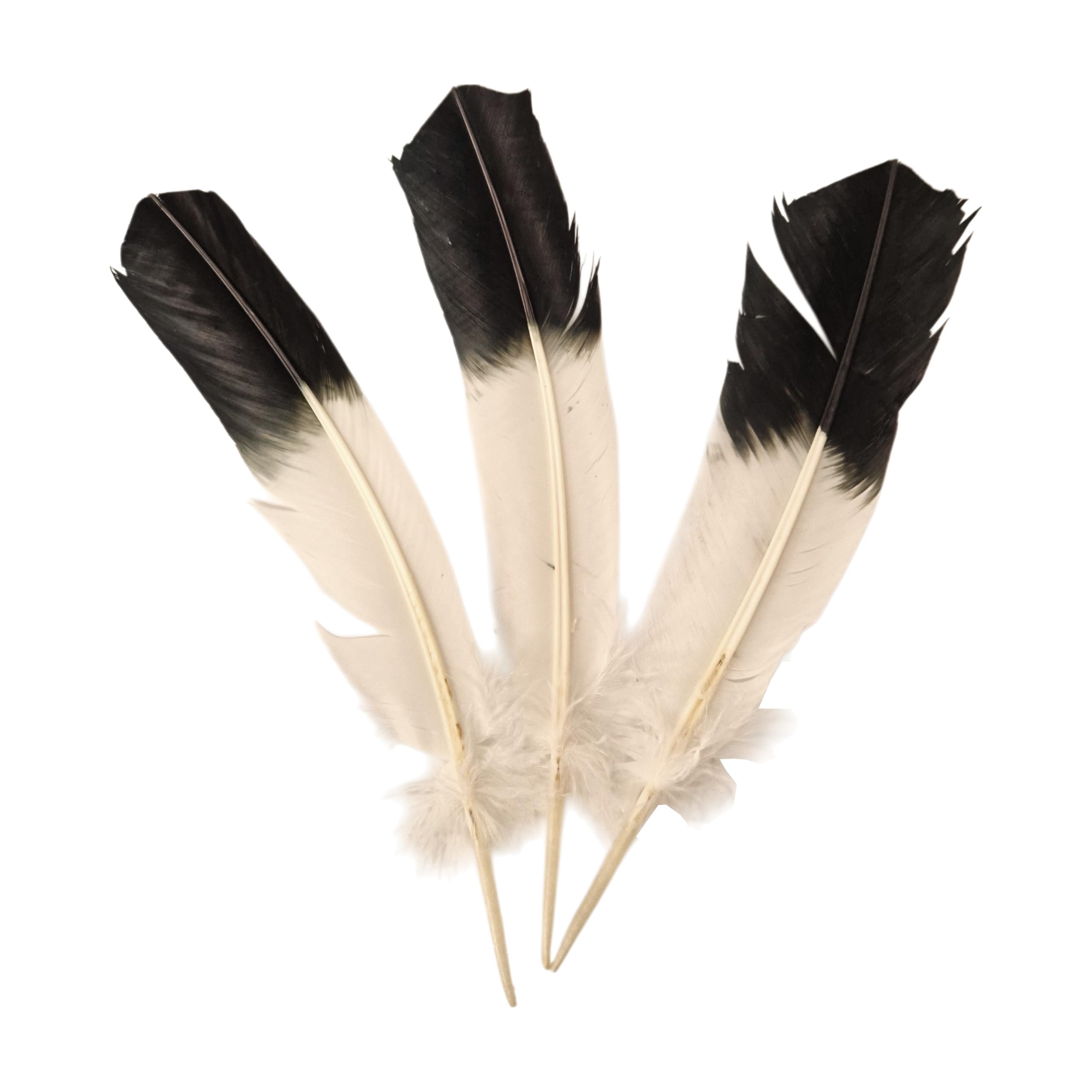 Turkey Feather (Eagle Style), Pack of 3