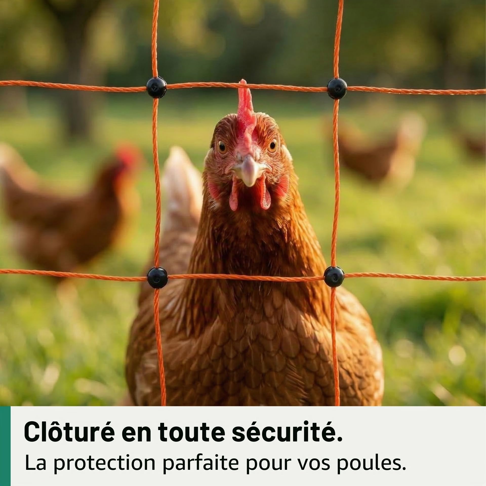 Agrarzone Filet pour volailles électrifiable orange 50m x 106cm - Filet électrifiable avec double pointe - Clôture pour poulets pour l'élevage de volailles en toute sécurité