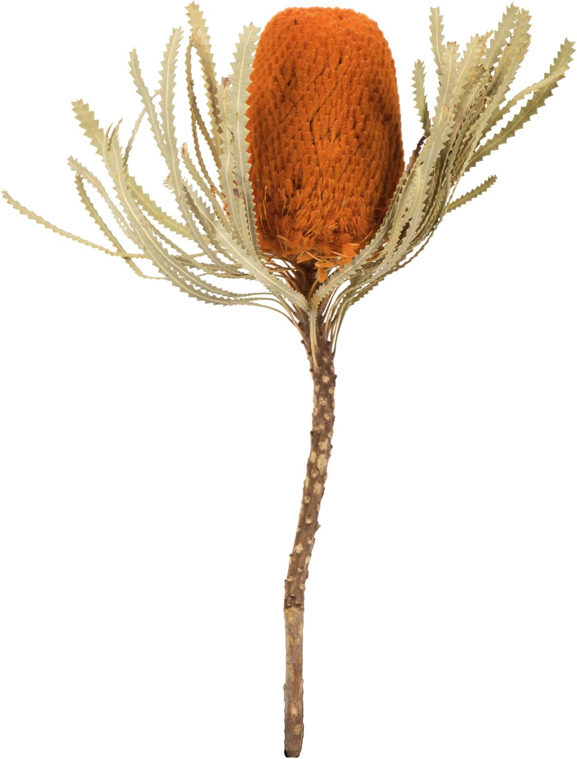 Vickerman 12" Jumbo Autumn Banksia Flower with Stem, Natural Preserved Dried Plant for Wedding Bouquets Home Decor or Everyday Arrangements 3 Per Pack