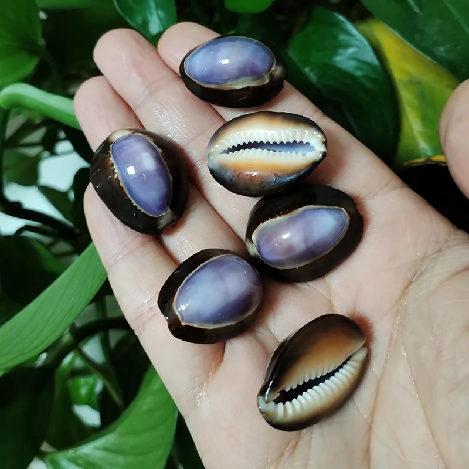 Conchiglie per decorazione, 10 pezzi, 2-3 cm, viola, conchiglie di ciprea, naturale, viola, conchiglie, conchiglie, gioielli, ciondoli, decorazione per la casa e la spiaggia