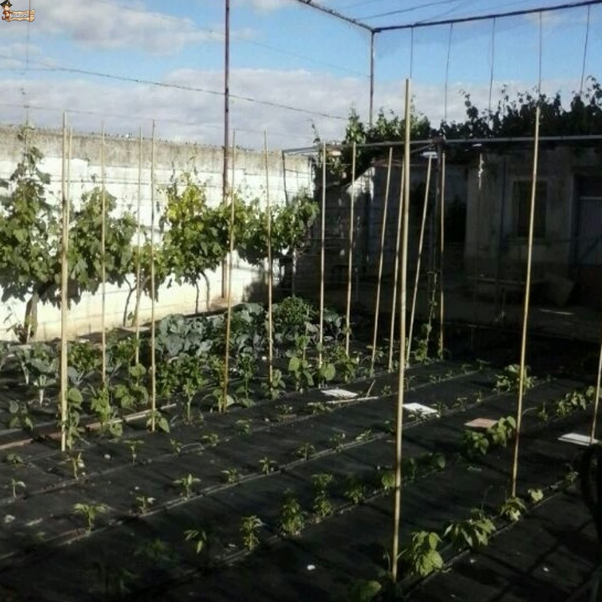 BricoLoco.com Tutores de Madera para Plantas. 25 uds. de 1,80 MTS. Caña Varilla Tutor caña de bambú Redondo para Soporte, guiar y entutorar árboles, Plantas, Tomates. (25, 1,80 MTS, Ø 16/18 mm)