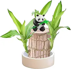 Muzboo Planta de madeira da sorte brasileira – Mini árvore da sorte hidropônica com bandeja de plástico, planta em vaso interno para decoração de mesa, casa ou escritório (1, panda)