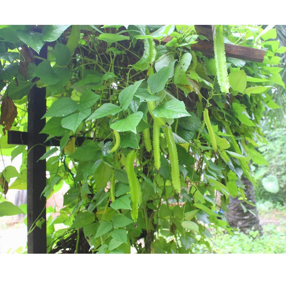 MOCRIS Frijol alado bonsai vegetal en maceta de alto brote: Amazon ...