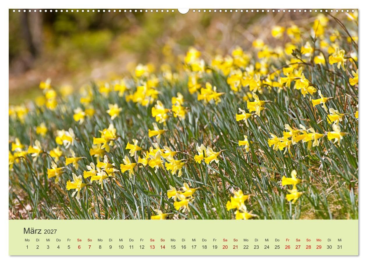 CALVENDO - Wilde Blumen - ein Spaziergang durch die Natur (hochwertiger Premium Wandkalender 2027 DIN A2 quer), Kunstdruck in Hochglanz: In den farbenfrohen Wildblumen zeigt sich die Artenvielfalt und