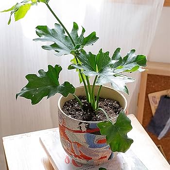 backsideworks SHIBUYA wt15 アート鉢　植木鉢 2025年最新】backsideworks 鉢の人気アイテム - メルカリ