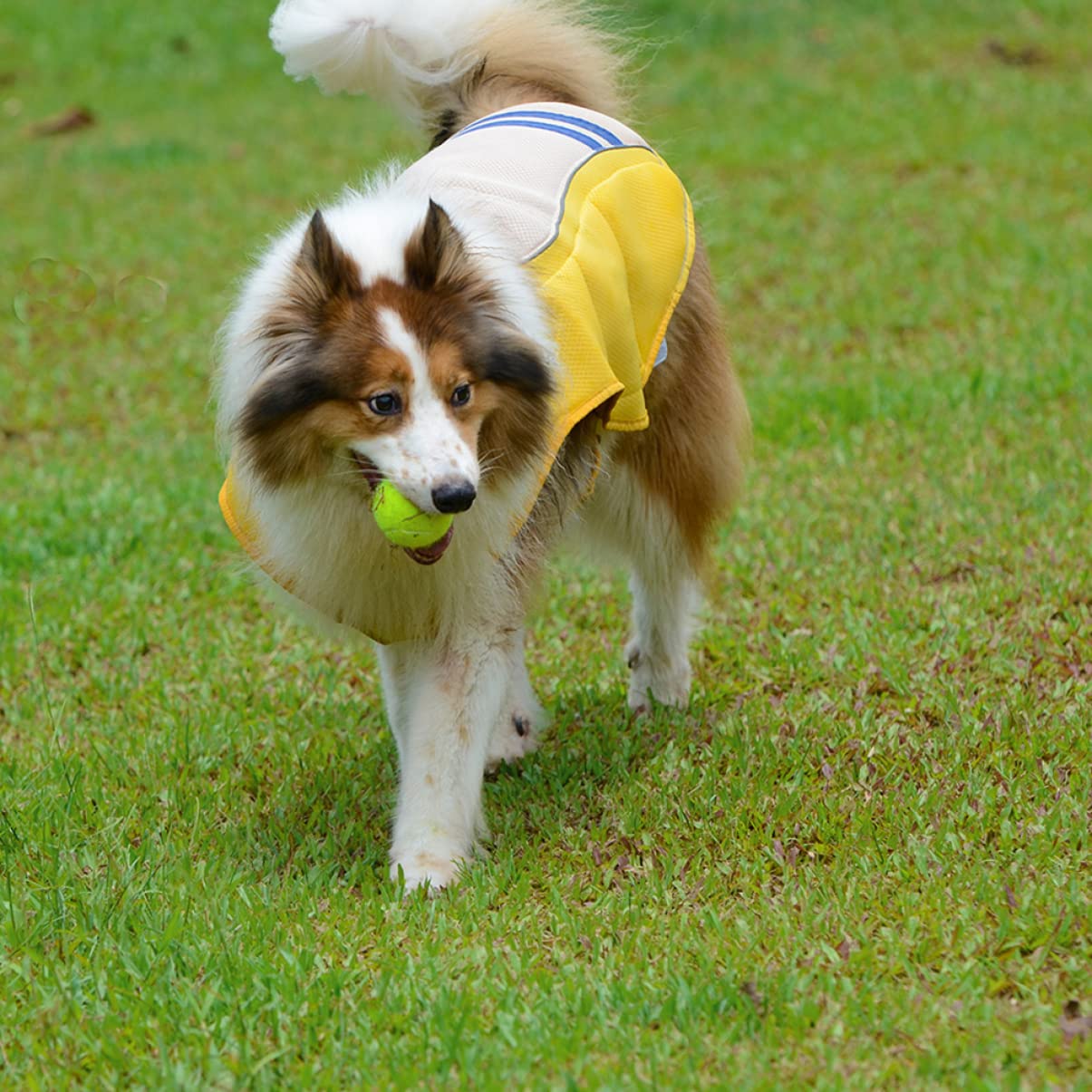 Gilet Rafraîchissant pour Chien, Anti-surchauffe, Polyester, XL, Jaune