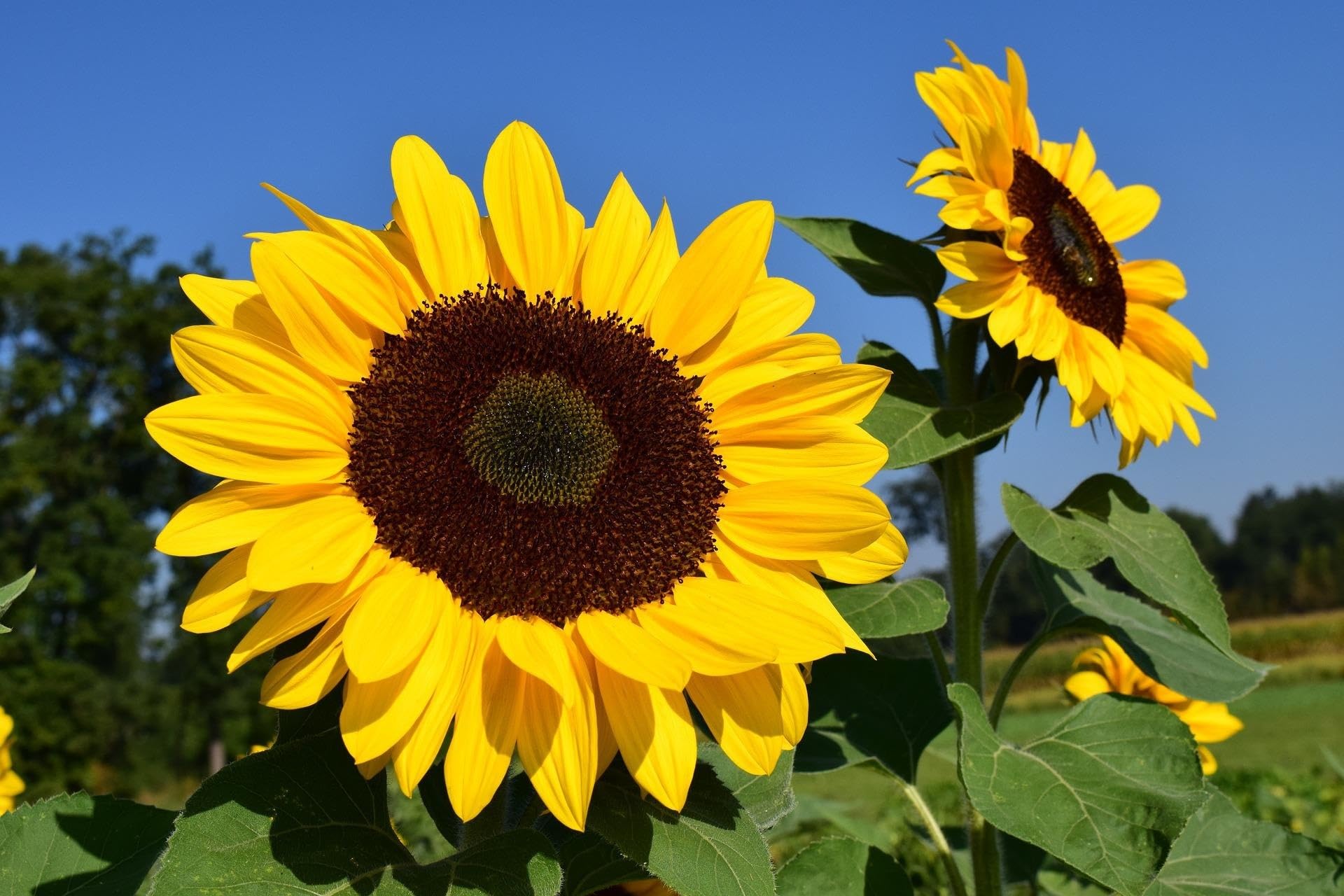 Tournesol géant 'Taiyo' (Helianthus annuus) - 2.500 graines - Hauteur de croissance : 180 cm - Belle floraison estivale annuelle - Semences de haute qualité