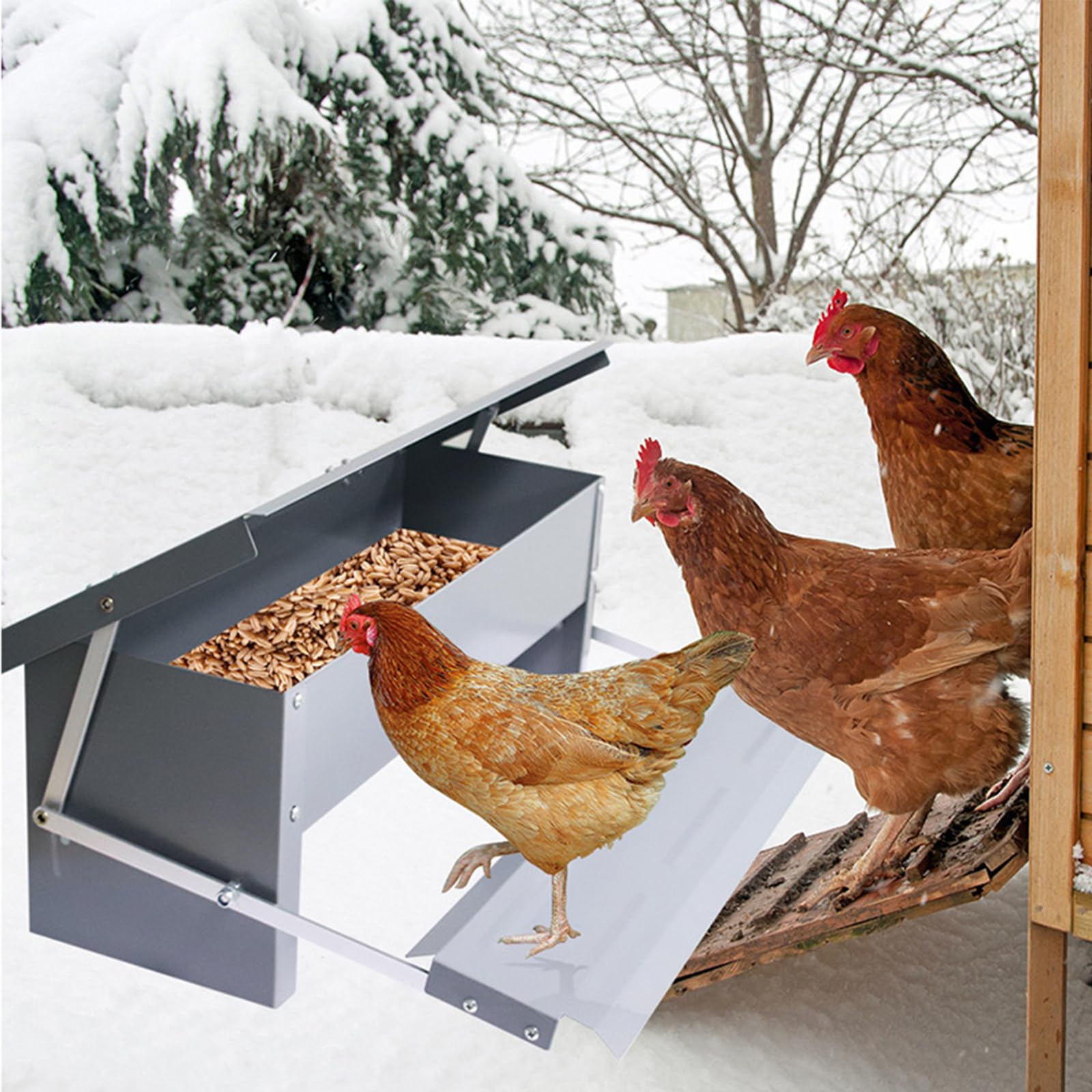 Comedero automático para gallinas de acero galvanizado, comedero automático para gallinas, patos, pavos y huesos