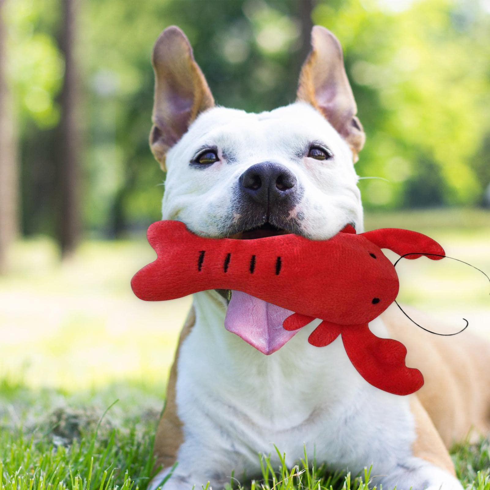 Hond piepend speelgoed,Interactieve knuffels voor kleine honden Set Fruit - Pet Treat Toy Wasbaar Puppy's van kleine rassen Kauwspeelgoed Katoen Schone tanden Massage Tandvlees Veel plezier Delr