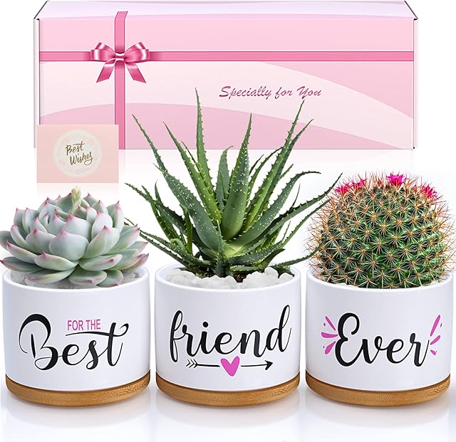 Best Friend Birthday Gifts for Women, Christmas BFF Friendship Gifts for Women & Men, Best Friend Ever Succulent Pots Indoor Outdoor, Gift Boxed Ceramic Planter Gift Set for Friends Female Bestie
