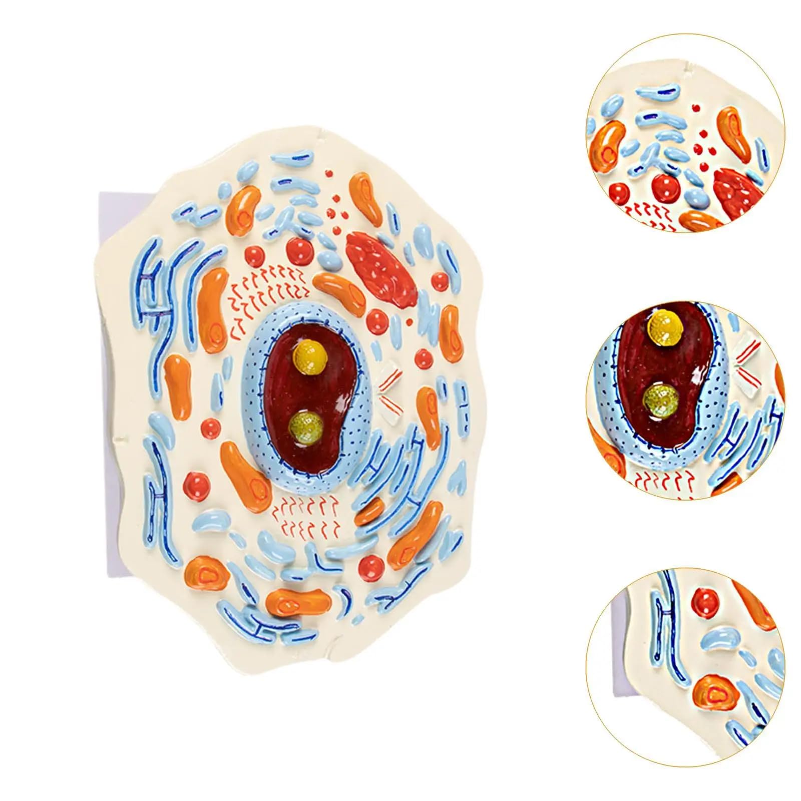 Modello di cellule animali - Strumento didattico biologico per le lezioni di biologia delle scuole medie, struttura submicroscopica per l'insegnamento e l'apprendimento di laboratorio