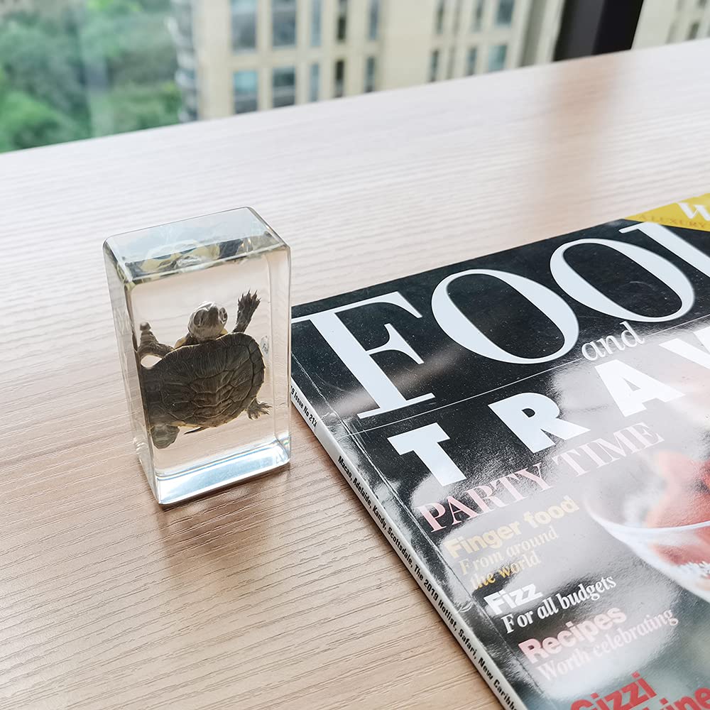 Real Turtle Specimens in Resin Paperweight Crafts, Animal Taxidermy Collection for Science Education & Desk Ornament (Brazil Tortoise), 73 x 41 x 24mm (2.9 x 1.6 x 0.9 inch) (FBBF-02)