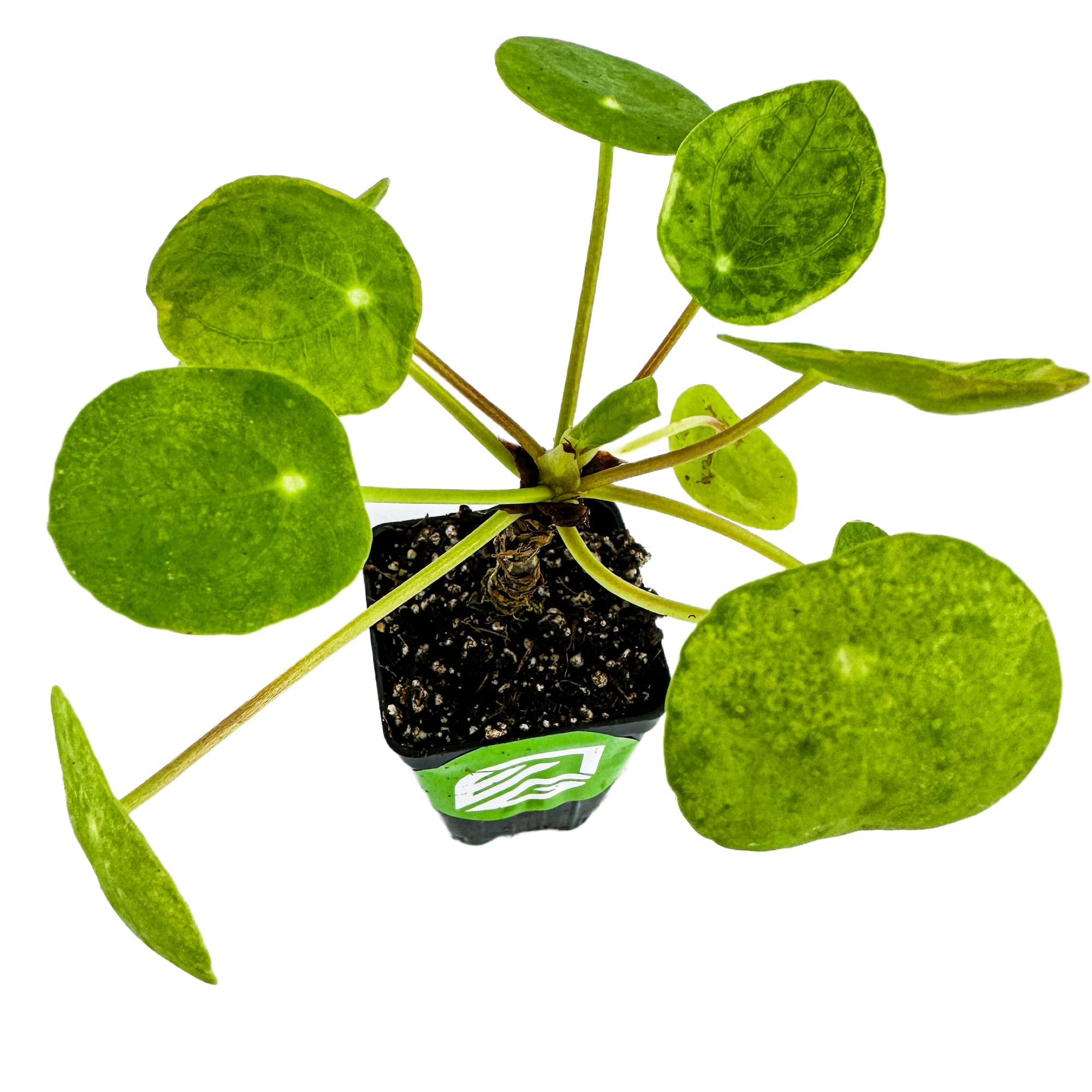 Amazon.com: Planta de dinero china - Pilea peperomioides by Wellspring  Gardens - Símbolo de prosperidad, hojas parecidas a monedas, vegetación de  fácil cuidado - Planta de interior - Planta de inicio -