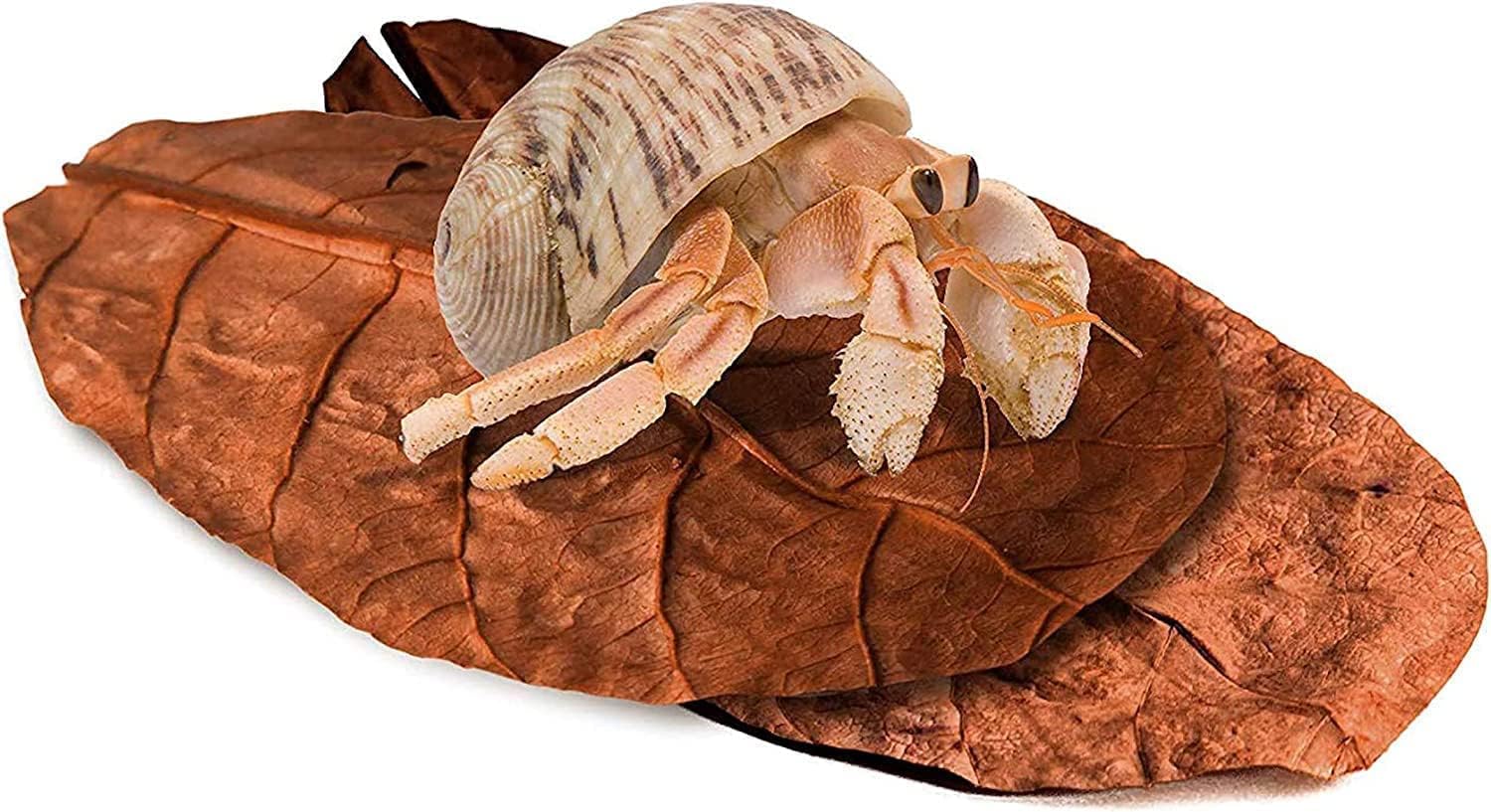 SunGrow 10 Pack Hermit Crab Large Catappa Indian Almond Leaves, Promotes Breeding, 7-8 Inches Long Dried Leaf for Added Humidity, Delicious Crab Treat and Source of Cellulose, Improves Habitat