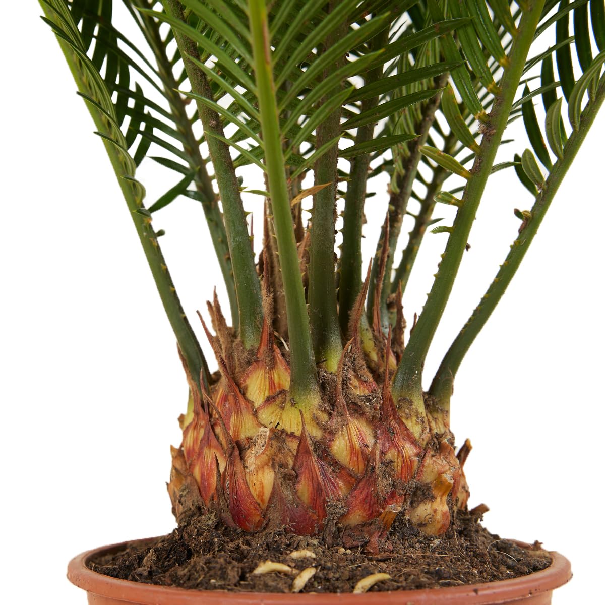 Bloomique - Set di 2 - Cycas revoluta - Palma di Sagò - Cicas - Pianta da interno - Molto facile da curare - Alte 40-50 cm - Vaso da 15 cm